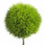 Green Trick Ball – Bulk Dianthus Filler – Phoenix Arizona