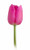 Hot Pink Tulip – Bulk Spring Flower – Phoenix Arizona