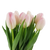 Light Pink Tulip – Bulk Spring Wedding Flower – Phoenix Arizona