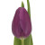 Purple Tulip – Bulk Spring Flower – Phoenix Arizona