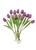 Purple Tulip – Bulk Spring Flower – Phoenix Arizona
