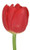 Red Tulip – Bulk Spring Flower – Phoenix Arizona