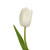 White Tulip – Bulk Spring Flower – Phoenix Arizona