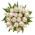 White Tulip – Bulk Spring Flower – Phoenix Arizona