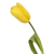 Yellow Tulip – Bulk Spring Flower – Phoenix Arizon