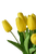 Yellow Tulip – Bulk Spring Flower – Phoenix Arizon