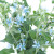 Blue Tweedia – Bulk Accent Flower – Phoenix Arizona