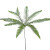 Umbrella Fern – Bulk Fresh Greenery – Phoenix Arizona