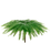 Umbrella Fern – Bulk Fresh Greenery – Phoenix Arizona