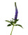 Blue Purple Veronica – Bulk Line Flower – Phoenix Arizona