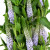 Lavender Veronica – Bulk Line Flower – Phoenix Arizona