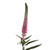 Pink Veronica – Bulk Line Flower – Phoenix Arizona