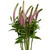 Pink Veronica – Bulk Line Flower – Phoenix Arizona