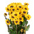 Viking Pom – Yellow & Brown Spray Flower – Phoenix Arizona