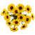 Viking Pom – Yellow & Brown Spray Flower – Phoenix Arizona
