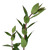 Hebe Greenery – Bulk Fresh Foliage – Phoenix Arizona