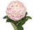 Light Pink Hydrangea – Bulk Focal Flower – Phoenix Arizona