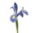 Light Blue Iris – Bulk Fresh Line Flower – Phoenix Arizona