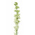 White Larkspur – Bulk Fresh Line Flower – Phoenix Arizona