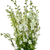 White Larkspur – Bulk Fresh Line Flower – Phoenix Arizona