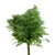 Leather Leaf – Bulk Fresh Greenery – Phoenix Arizona