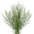 Green Dragon Lepidium – Bulk Fresh Filler Flower – Phoenix Arizona