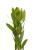 Goldstrike Leucadendron – Bulk Foliage Accent – Phoenix Arizona