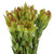 Goldstrike Leucadendron – Bulk Foliage Accent – Phoenix Arizona