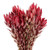 Jester Leucadendron – Bulk Foliage Accent – Phoenix Arizona