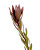 Safari Sunset Leucadendron – Bulk Foliage Accent – Phoenix Arizona