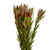 Safari Sunset Leucadendron – Bulk Foliage Accent – Phoenix Arizona