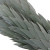 Silver Tree Leucadendron – Bulk Silvery Foliage – Phoenix Arizona