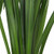 Green Lily Grass – Bulk Foliage Accent – Phoenix Arizona