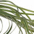 Variegated Lily Grass – Bulk Decorative Foliage – Phoenix Arizona