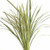 Variegated Lily Grass – Bulk Decorative Foliage – Phoenix Arizona