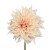 Café au Lait Dahlia – Bulk Flowers – Arizona Flower Market Phoenix