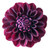 Bulk Burgundy Dahlia flowers – Arizona Flower Market Phoenix AZ