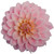Bulk Light Pink Dahlia flowers – Arizona Flower Market Phoenix AZ Bulk Light Pink Dahlia flowers – Arizona Flower Market Phoenix AZ