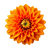 Bulk Orange Dahlia flowers – Arizona Flower Market Phoenix AZ