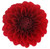 Bulk Red Dahlia flowers – Arizona Flower Market Phoenix AZ Bulk Red Dahlia flowers – Arizona Flower Market Phoenix AZ