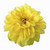 Bulk Yellow Dahlia flowers – Arizona Flower Market Phoenix AZ