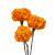 Orange Marigold – bulk wholesale flowers Arizona Flower Market