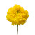 Yellow Marigold – bulk wholesale flowers Arizona Flower Market