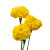 Yellow Marigold – bulk wholesale flowers Arizona Flower Market