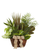 Nature’s Touch Dishgarden delivery in Phoenix AZ