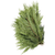 western red cedar boughs 25 lb case fresh holiday greens – Arizona Flower Market Phoenix AZ