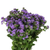 Blue ageratum bulk flowers with soft fuzzy blooms for weddings and floral design in Phoenix Arizona