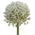 White allium globe flowers bulk with round blooms for weddings and floral design in Phoenix Arizona