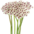 Allium Silver Spring bulk flowers with white petals and purple centers for weddings and floral design in Phoenix Arizona