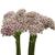 Allium Silver Spring bulk flowers with white petals and purple centers for weddings and floral design in Phoenix Arizona